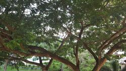 Hawaii Tower (D15), Condominium #562525021